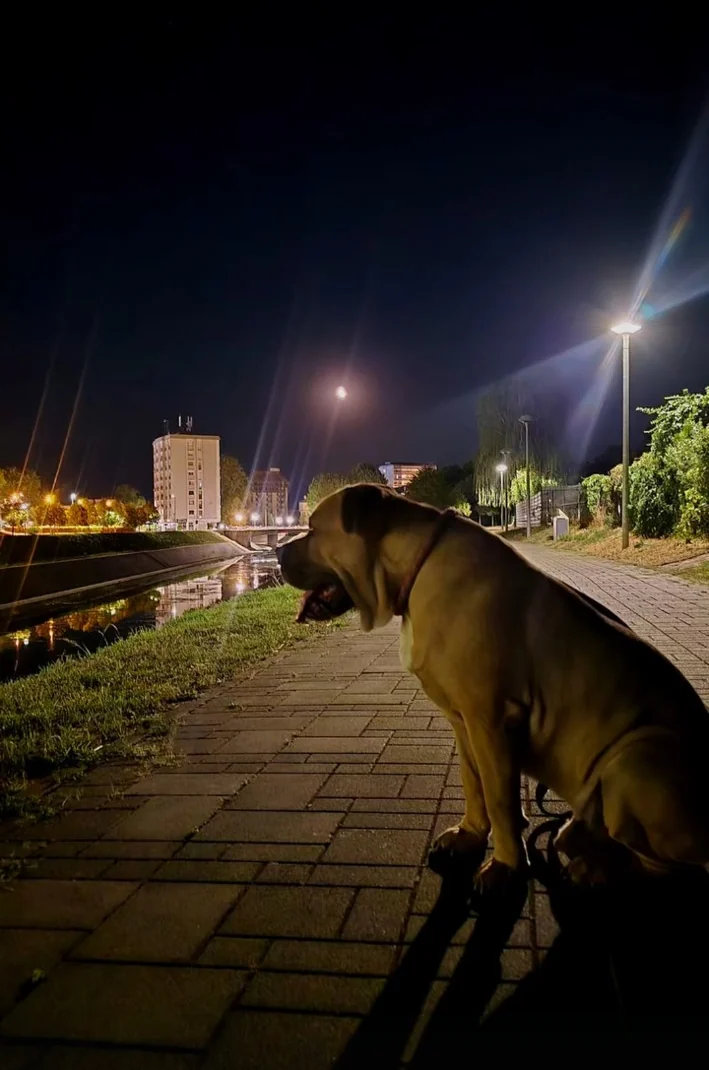 Hugo uz kanal noću